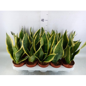 Sansevieria trifa. 'Futura Superba'