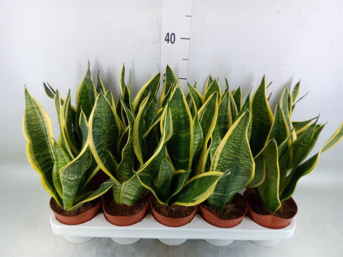 <h4>Sansevieria trifa. 'Futura Superba'</h4>