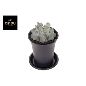 Astrophytum Myriostigma Kikko Onzuka