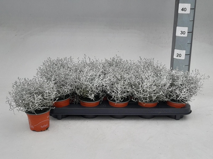 <h4>LEUCOPH BROWNII</h4>