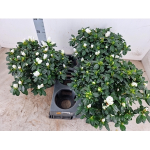 RHODO SI WITTE VOGEL