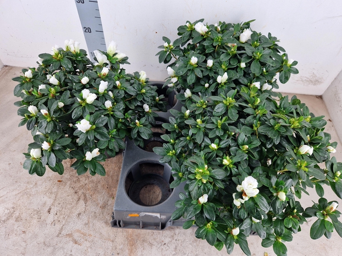 <h4>RHODO SI WITTE VOGEL</h4>