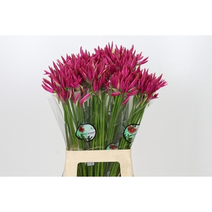 Nerine Favoriet