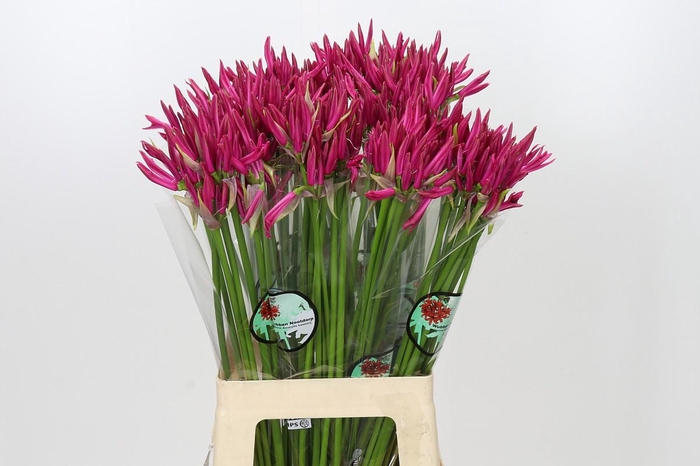 <h4>Nerine Favoriet</h4>