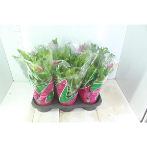 ASPLENIUM CRISSIE P19