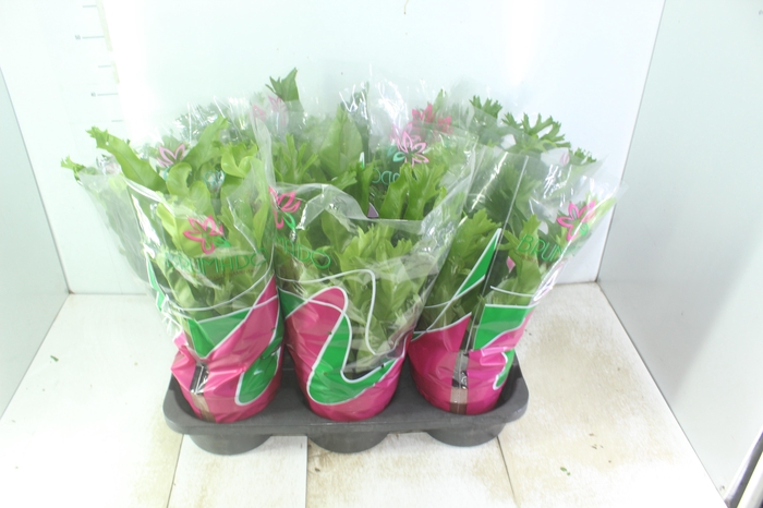 <h4>ASPLENIUM CRISSIE P19</h4>