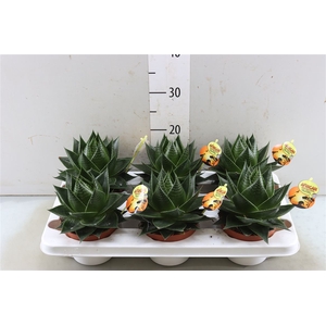 Aloe Cosmo