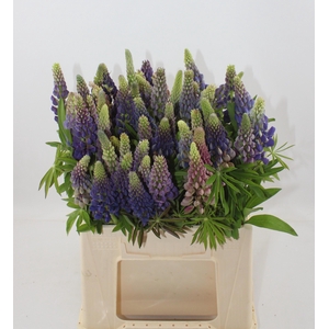 LUPINUS