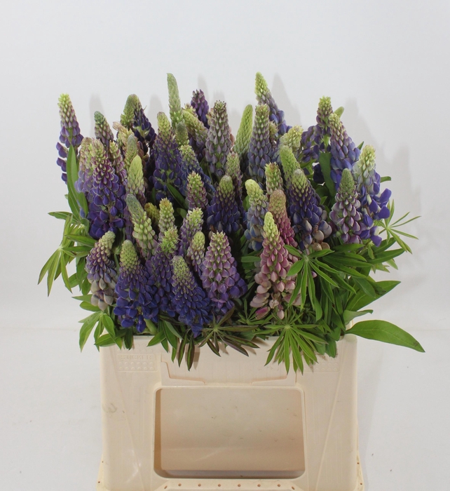 <h4>LUPINUS</h4>