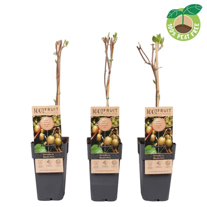 <h4>Actinidia arguta</h4>