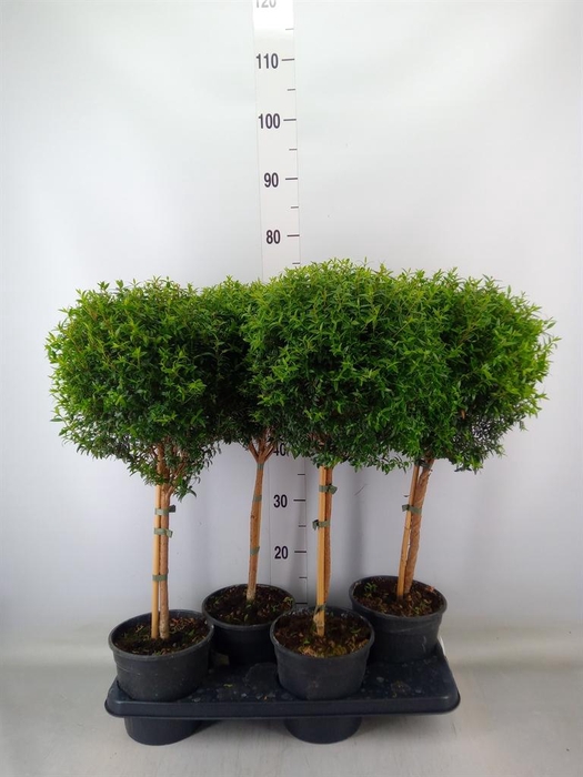 <h4>Myrtus communis</h4>