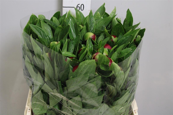 <h4>Paeo Red Charm</h4>