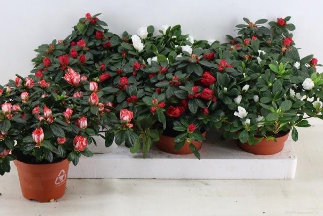 <h4>RHODO SI GEM</h4>