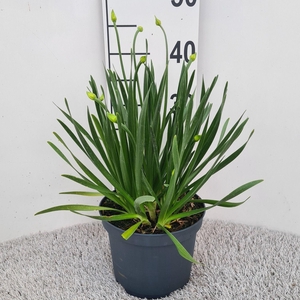 Allium Millenium P19