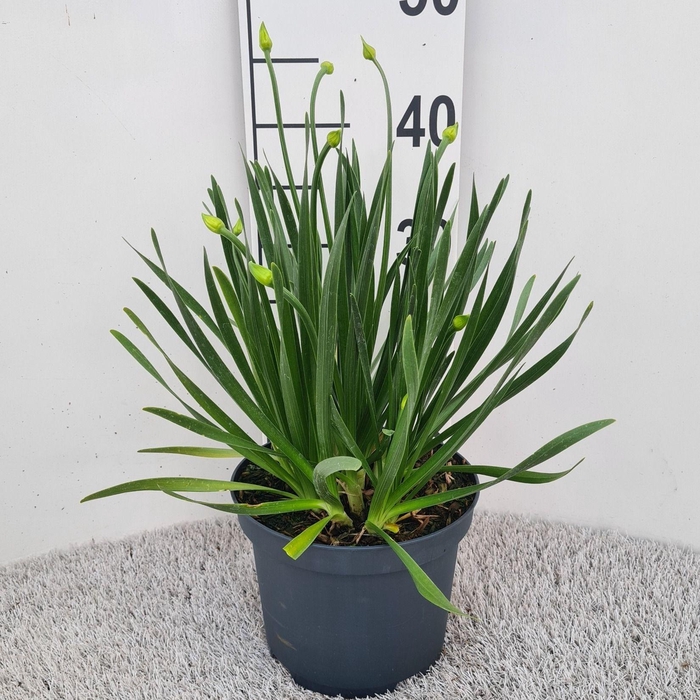 <h4>Allium Millenium P19</h4>