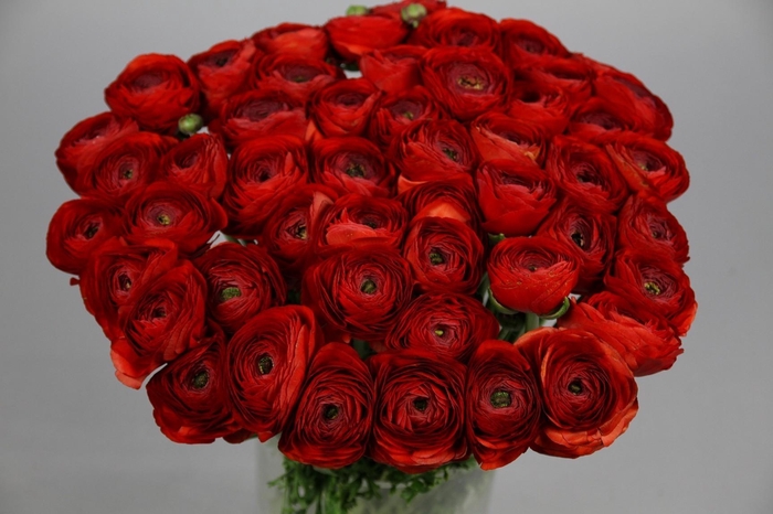 Ranunculus Clooney Tango Super