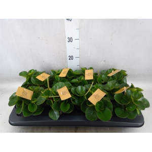 Peperomia obt. 'Obtipan'