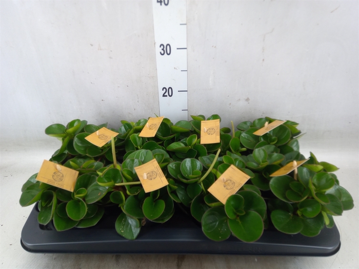 <h4>Peperomia obt. 'Obtipan'</h4>
