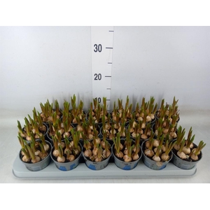 Muscari  'Magic Blue'