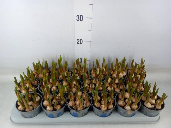 <h4>Muscari  'Magic Blue'</h4>