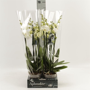 Phalaenopsis  'Ant Inverness'