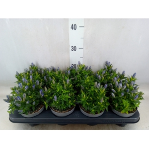 Gentiana  'Luis Blue'