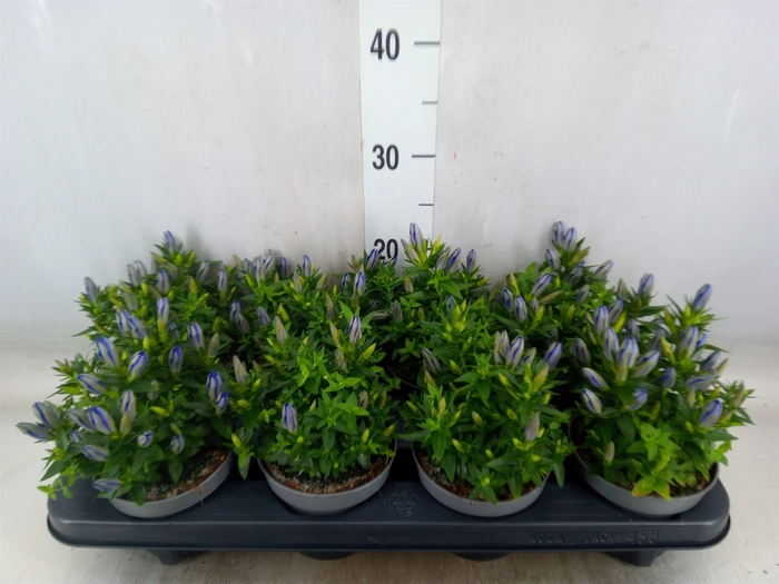 <h4>Gentiana  'Luis Blue'</h4>
