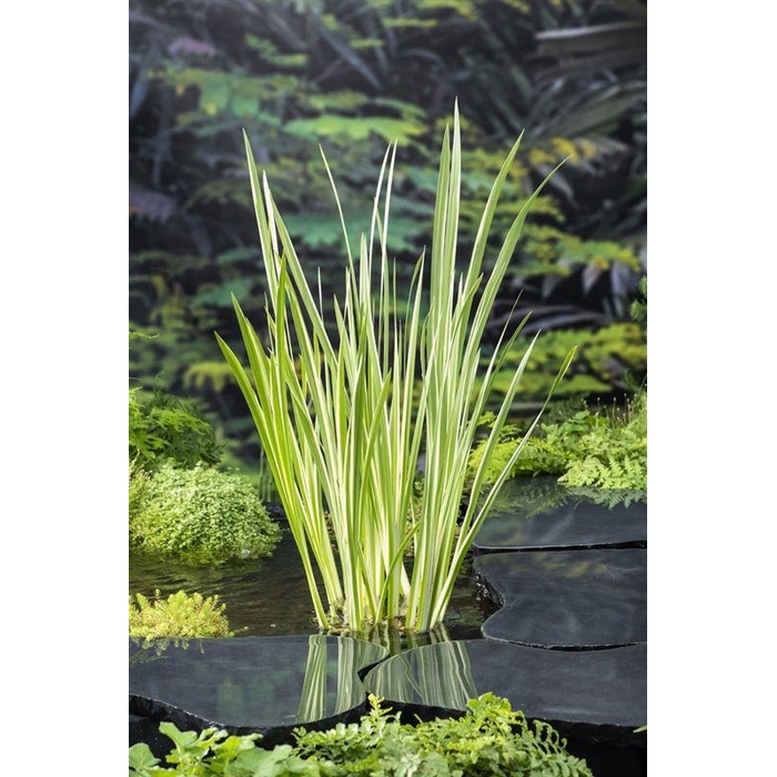 <h4>Acorus calamus Variegata</h4>
