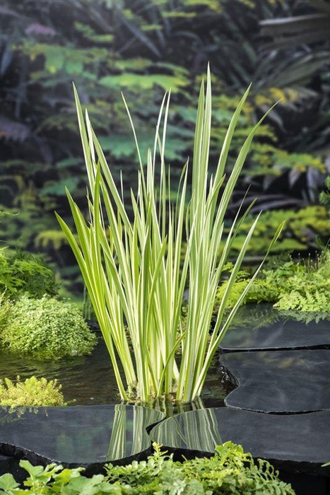 Acorus calamus 'Variegata.' (18x18)