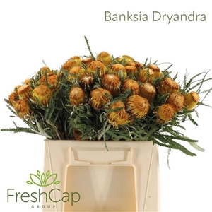Banksia Ov Dryandra