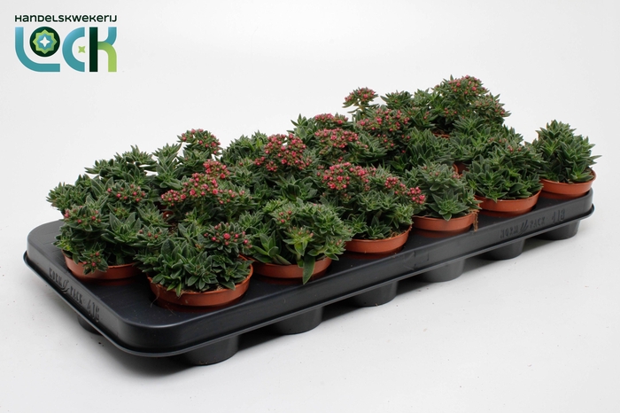 <h4>Crassula Schmithii</h4>