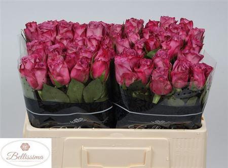 <h4>R Gr Moody Blues</h4>