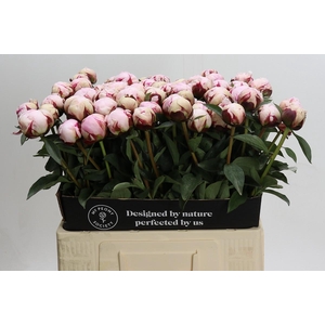 Paeonia Reine Hortense XXL
