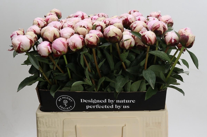 <h4>Paeonia Reine Hortense Xxl</h4>