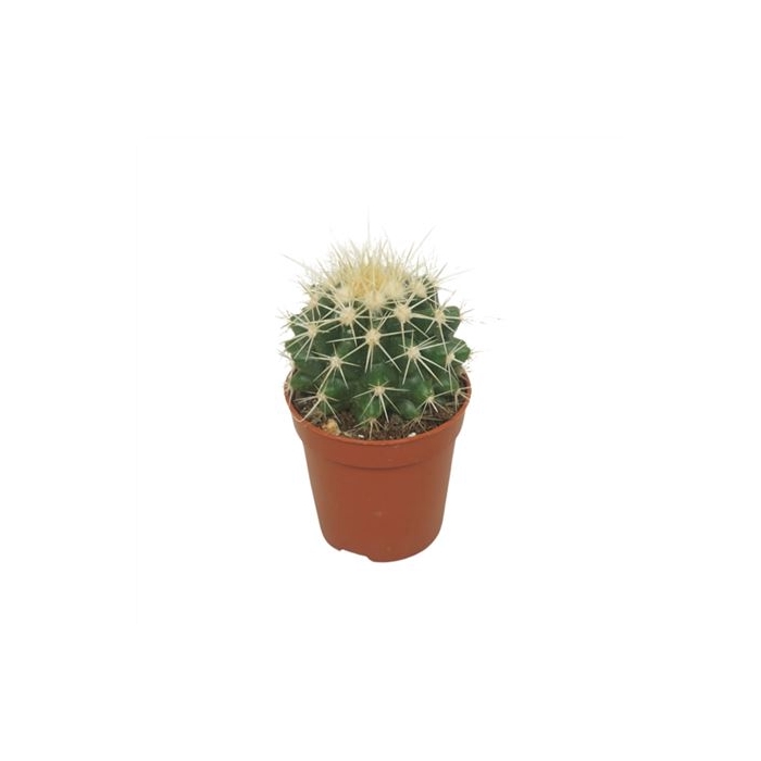 <h4>Echinocactus Grusonii 5,5 Cm</h4>