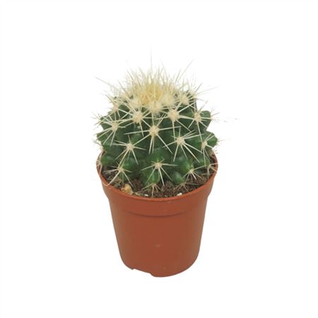 Echinocactus Grusonii 5,5 Cm