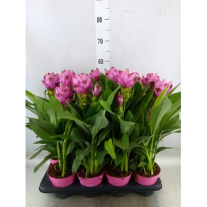 Curcuma alism. 'Siam Sanna'