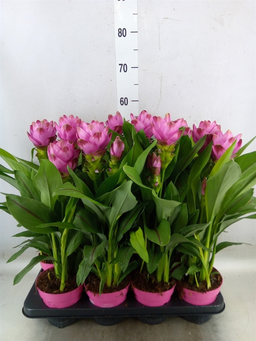 <h4>Curcuma alism. 'Siam Sanna'</h4>