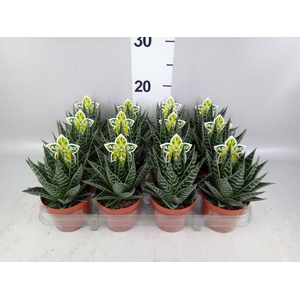 Aloe aristata 'Tiki Tahi'