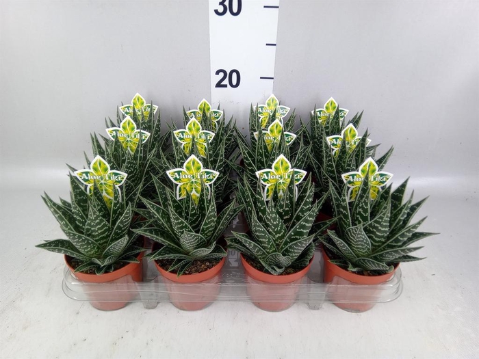 <h4>Aloe aristata 'Tiki Tahi'</h4>