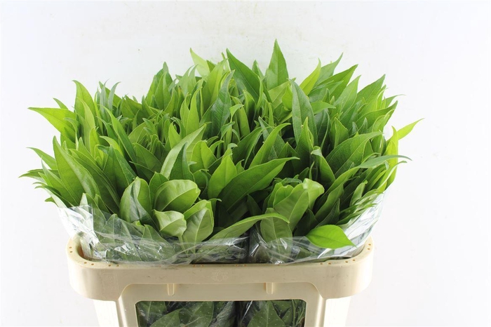 <h4>Cocculus Laurifolius</h4>