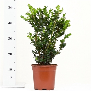 Buxus sempervirens 'Rotundifolia' 30-40cm struik