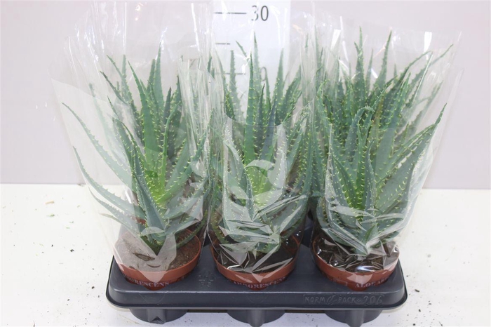<h4>Aloe Arborescens</h4>