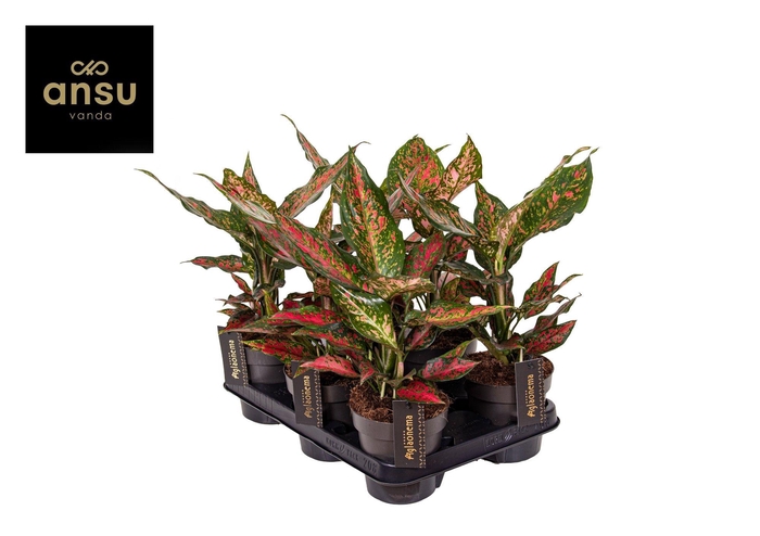 <h4>Aglaonema Strawberry Baby</h4>