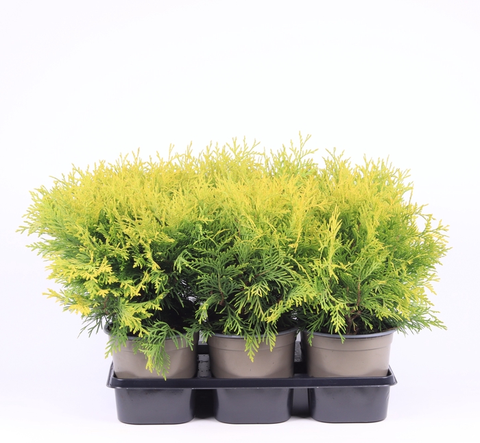 <h4>Thuja Occ Golden Globe</h4>