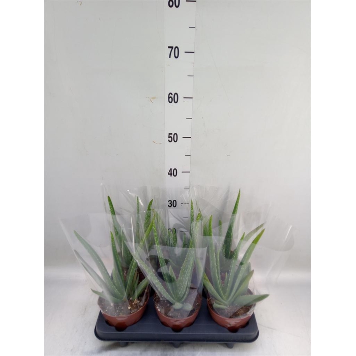 <h4>Aloe vera</h4>