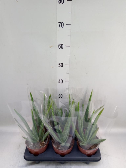 <h4>Aloe vera</h4>