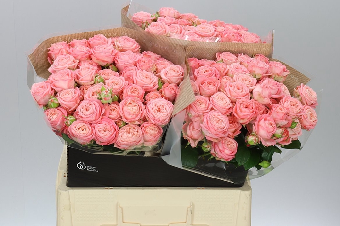 <h4>Rosa Tr First Date</h4>