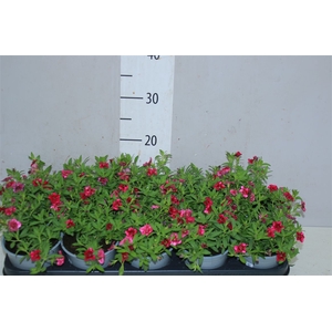 Calibrachoa Doubble Magenta
