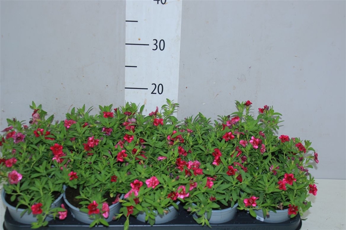 <h4>Calibrachoa Doubble Magenta</h4>